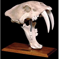 Saber Tooth Tiger Skull with Stand - Pre-historic - Civilization