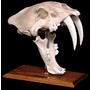 Saber Tooth Tiger Skull with Stand - Pre-historic - Civilization