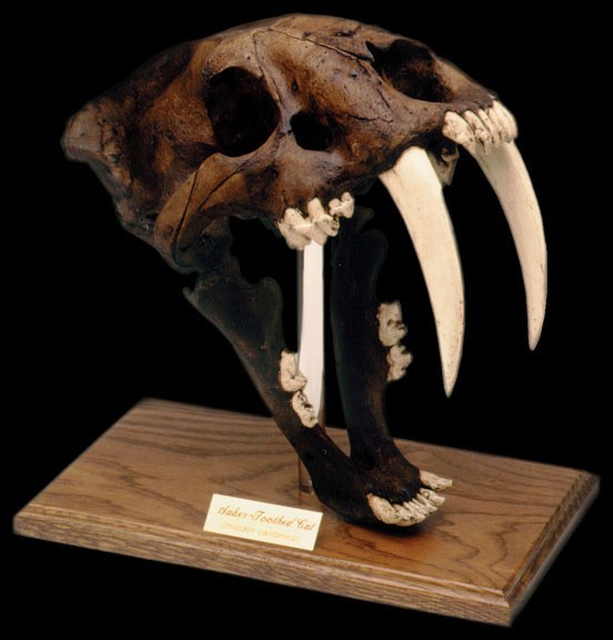 Saber Tooth Tiger Skull Tar...