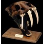 Saber Tooth Tiger Skull Tarpit with Stand - Pre-historic - Civilization