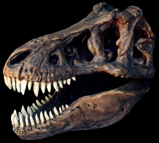 Tyrannosaurus Rex Skull wit...