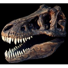 Tyrannosaurus Rex Skull with Stand - Pre-historic - Civilization
