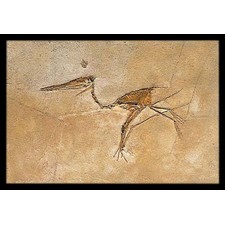 Fossilized Pterosaur - Pre-historic - Civilization