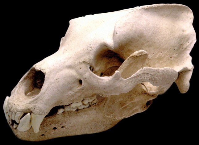 Grizzly Bear Skull - Pre-hi...