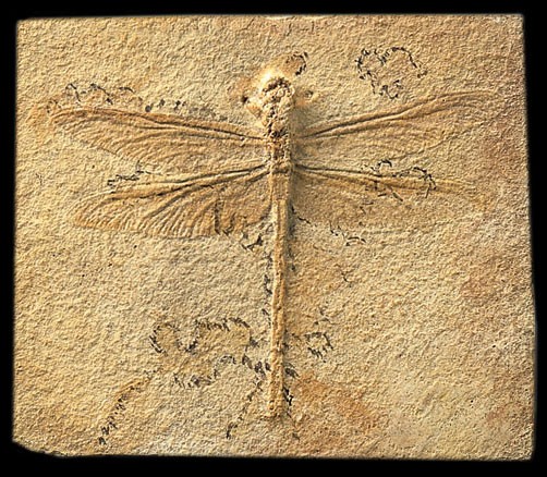 Dragonfly Fossil - Pre-hist...