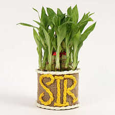 bamboo plant in glass vase:Teachers Day Gifts
