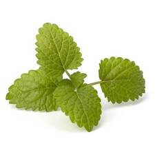 Bergamot Mint Oil (Mentha Citrata)
