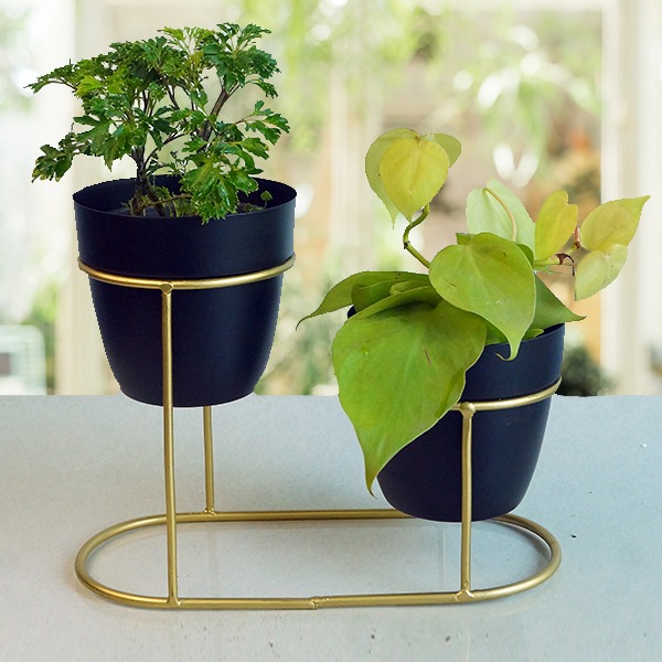 Black Small Metal Golden Double Stand