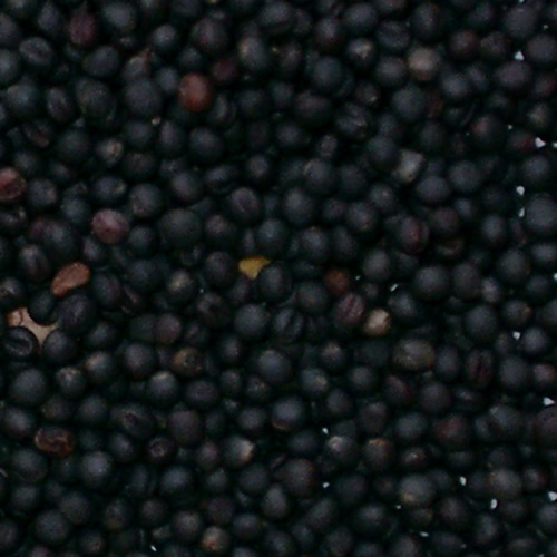 Oil Seed Rape - Home Grown ...