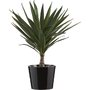 PottedYuccaS11