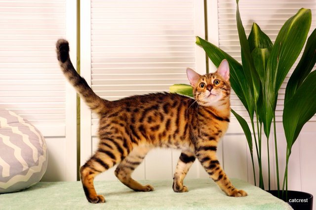 Bengal Cat