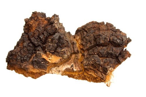 American Chaga Mushroom Pow...