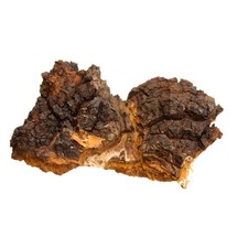 American Chaga Mushroom Powder | Optimally Organic