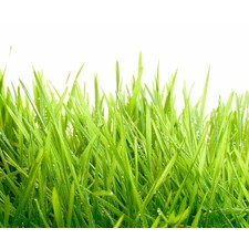 Organic BarleyBarley Grass Juice Powder