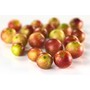 Organic Camu Camu | Optimal...