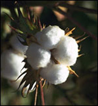 Organic Cotton Pillow Prote...