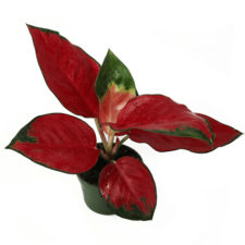 AGLAONEMA RED SUKSOM LIVE PLANT