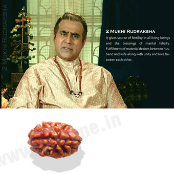 2 Mukhi Rudraksha