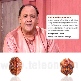 2 Mukhi Rudraksha