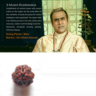 3 Mukhi Rudraksha