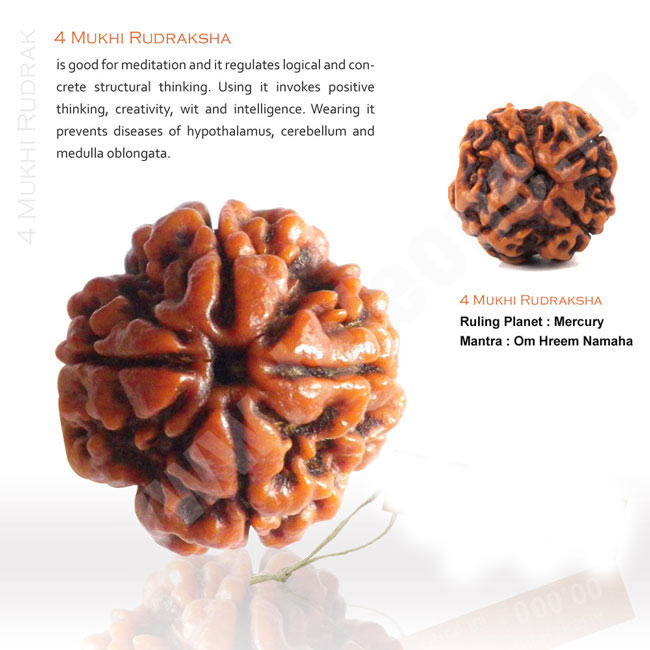 4 Mukhi Rudraksha | Four Mu...