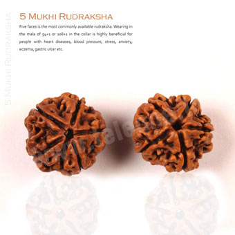 5 Mukhi Rudraksha