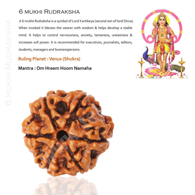 6 Mukhi Rudraksha | Six Muk...