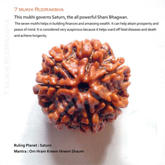 7 Mukhi Rudraksha