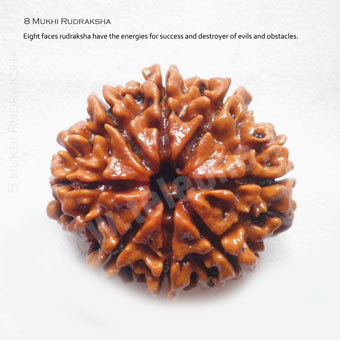 8 Mukhi Rudraksha