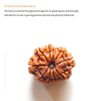 10 Mukhi Rudraksha