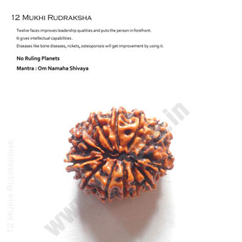 12 Mukhi Rudraksha