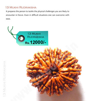 13 Mukhi Rudraksha