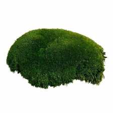 Dec Premium Bale Moss 1 SQM