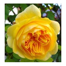 Тесинг Джорджия