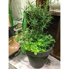 LIVE PLANTS-HERB COMBO