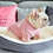 Thumbnail: Washable Anti-Slip Round Pet Sofa Dog Bed PBAD22010