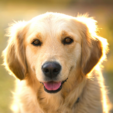 Dog Food &amp; Supplies Online