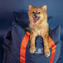 Travel Dog Pod - Midnight U...
