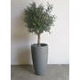 Buy Olive Tree 1.6m height in UAE, KSA - Shajara