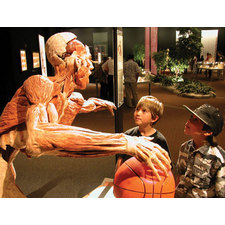Body Worlds Skip The Line + 24hr Hop on Hop off Bus