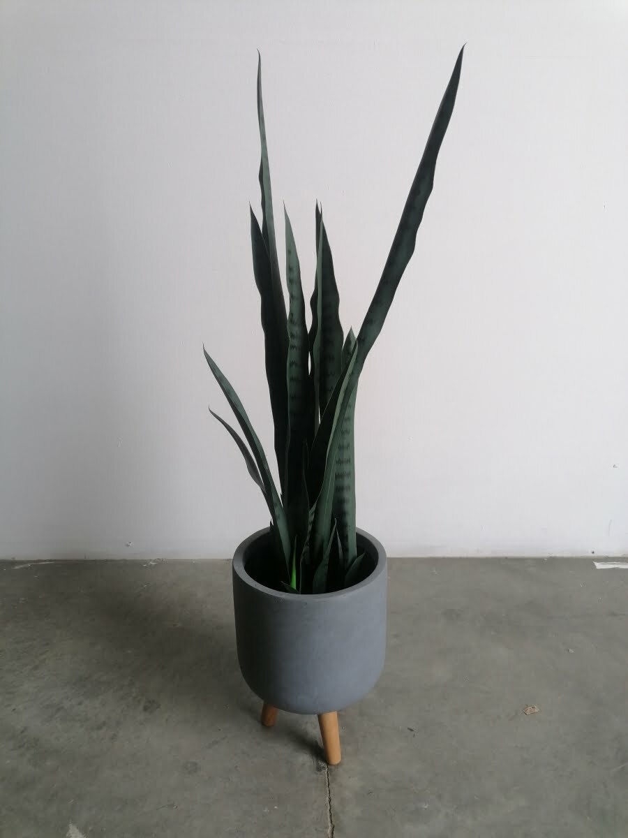 Buy Snake Plant Green 0.8m ...