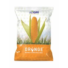 Maize-Orange (Hybrid)