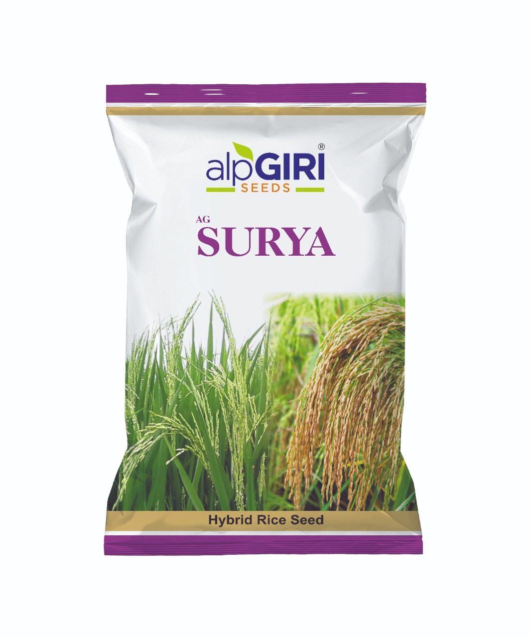 Paddy-Surya (Hybrid)