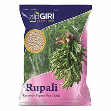 Pigeon-Pea-Rupali