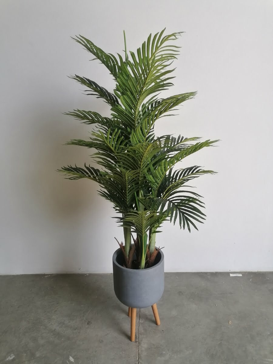 Buy Areca Palm 1.4m height ...