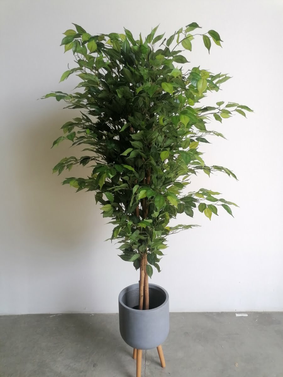 Buy Ficus Tree 1.8m height ...