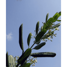 Allspice Essential Oil