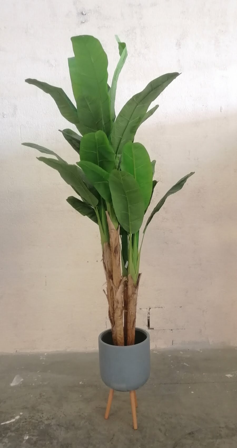 Banana Tree 2.4m height