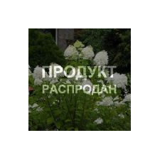 Гортензия Grandiflora