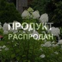 Гортензия Grandiflora